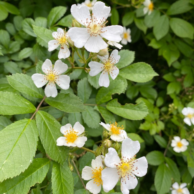 plant image 1329535