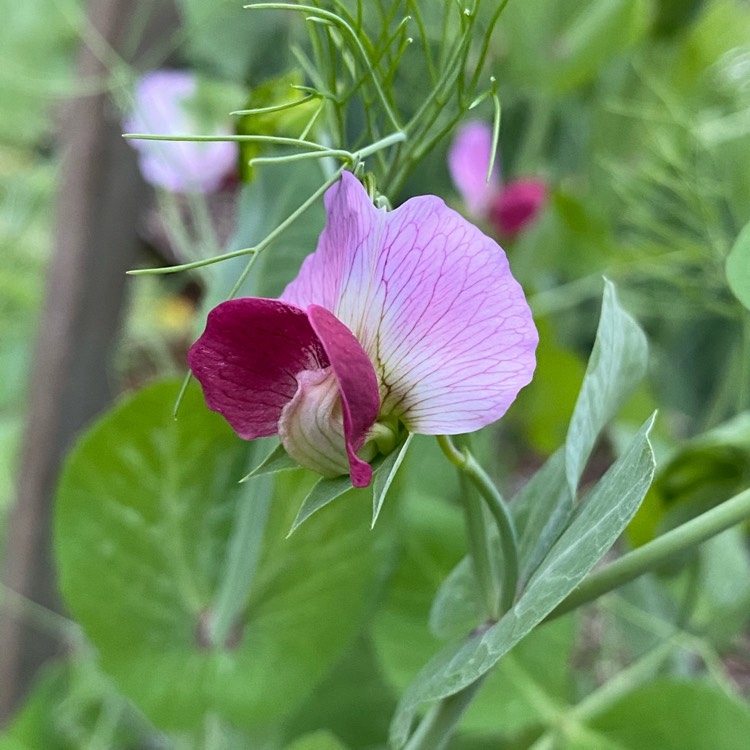 plant image 1332951