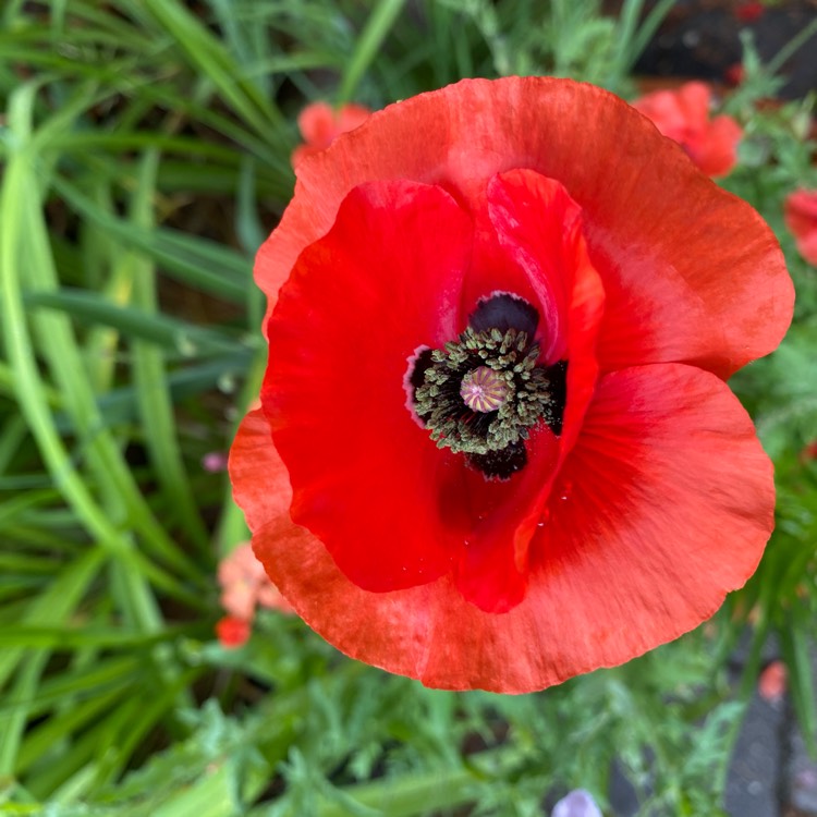 Plant image Papaver rhoeas
