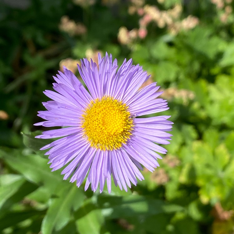 plant image 1348979