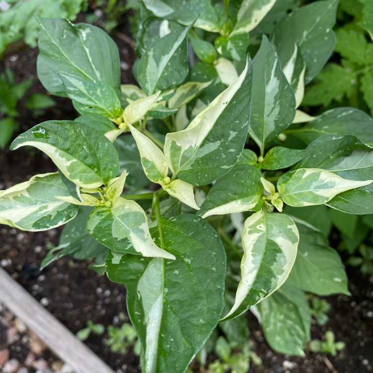 Plant image Capsicum annuum 'Fish'