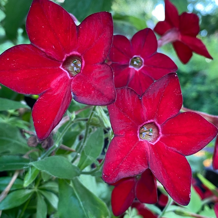 Plant image Nicotiana