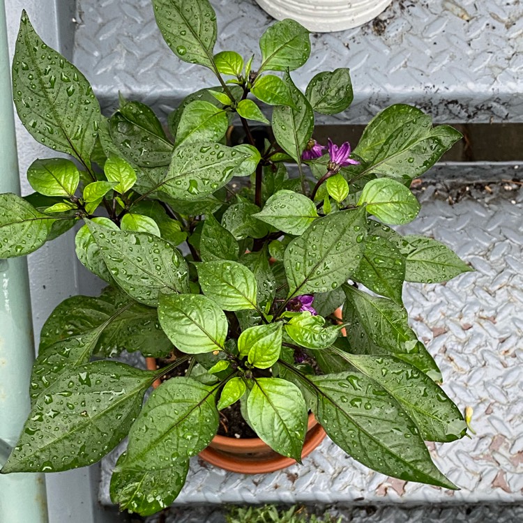 Plant image Capsicum annuum