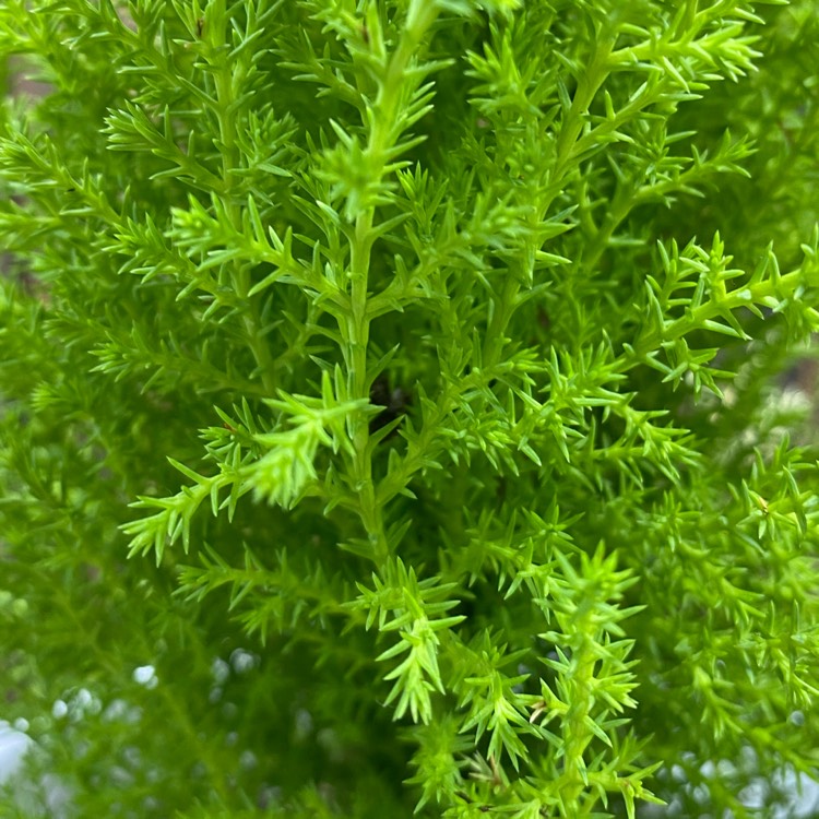 Plant image Cupressus