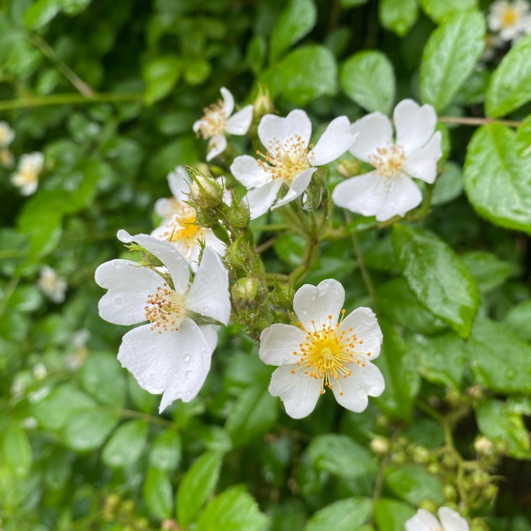 plant image 1490329