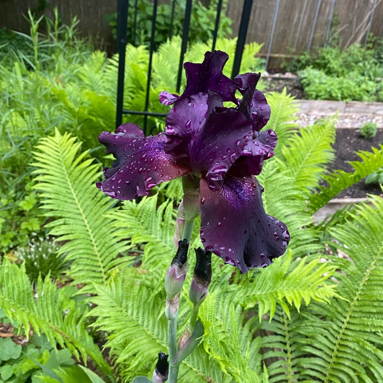 Plant image Iris x germanica 'Black Dragon'