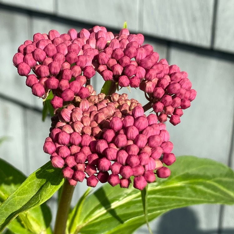 Asclepias incarnata 'Cinderella', Swamp Milkweed 'Cinderella ...