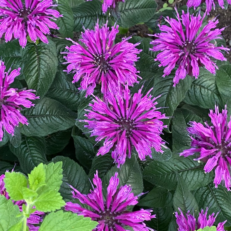 plant image 1605545