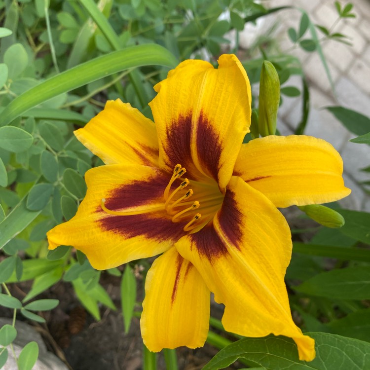 plant image 1609242 plant image 1609242