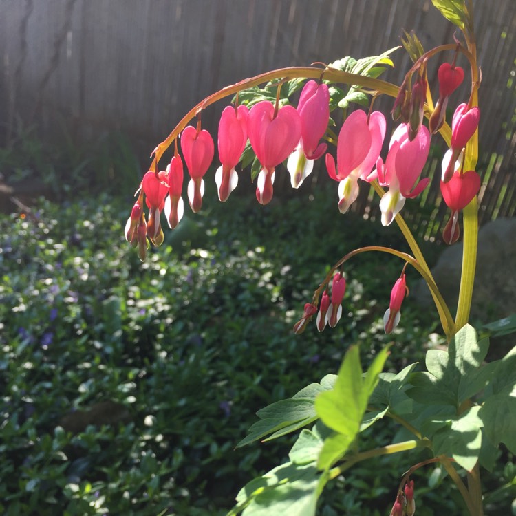 plant image 416817