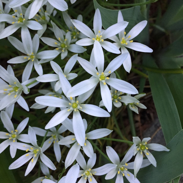 plant image 437920