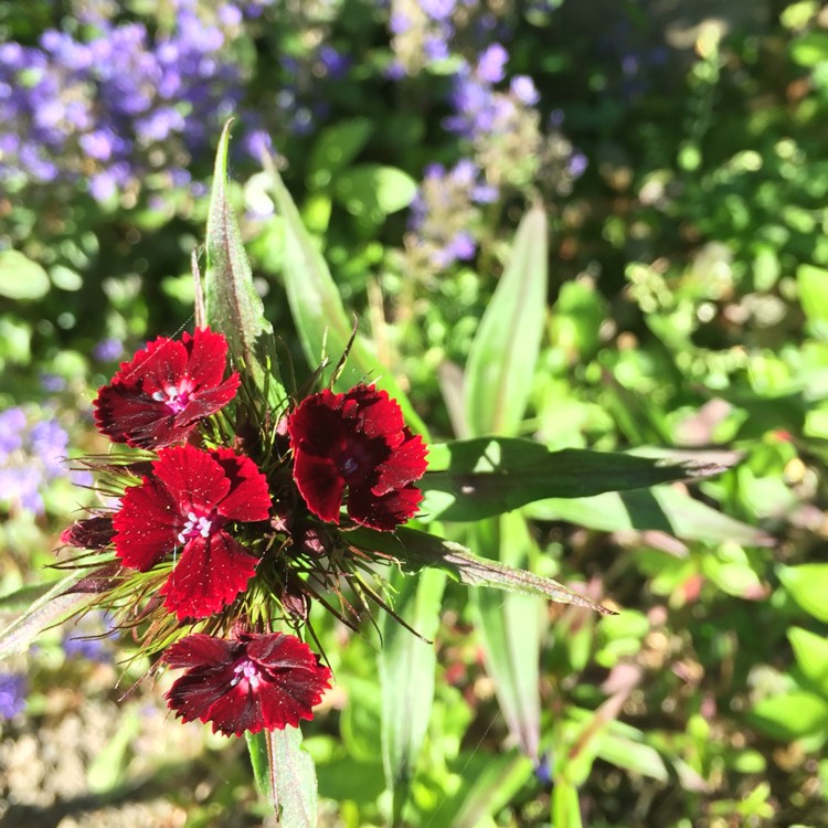 plant image 448437