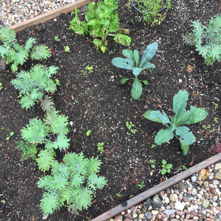 Plant image Brassica napus 'Red Russian'