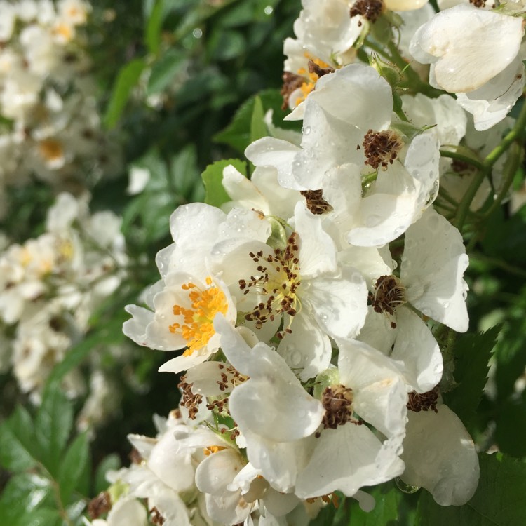 plant image 455241
