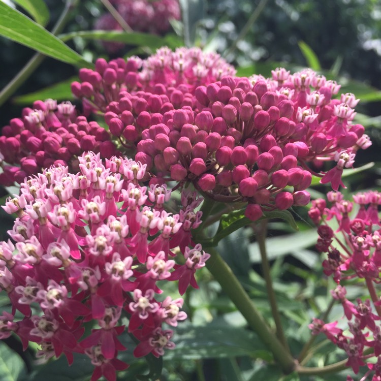 Asclepias incarnata 'Cinderella', Swamp Milkweed 'Cinderella ...