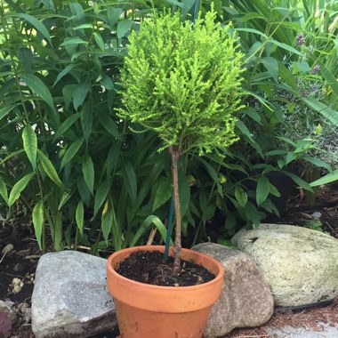 Chamaecyparis lawsoniana 'Lutea'