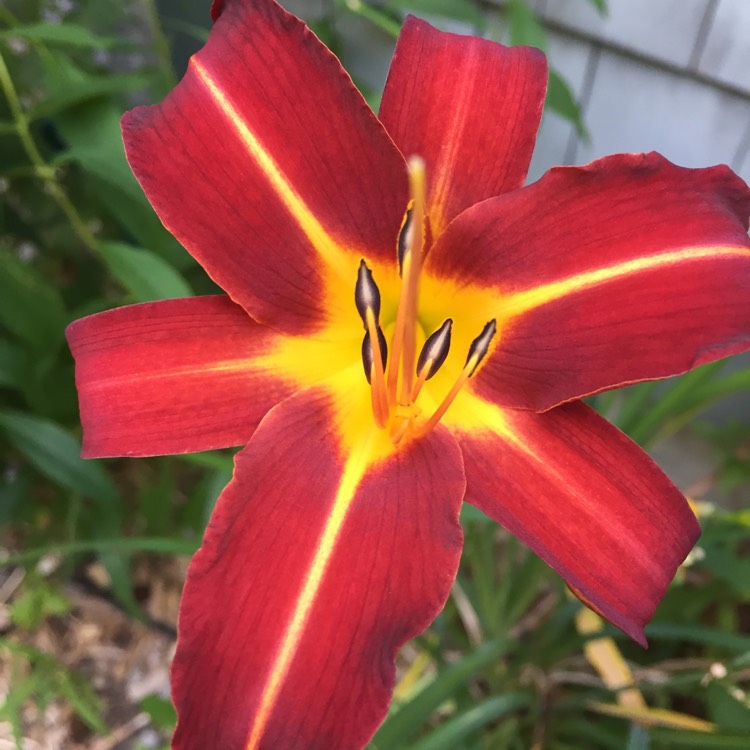 plant image 516099
