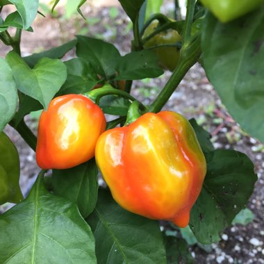 Capsicum chinense 'Habanero Orange'