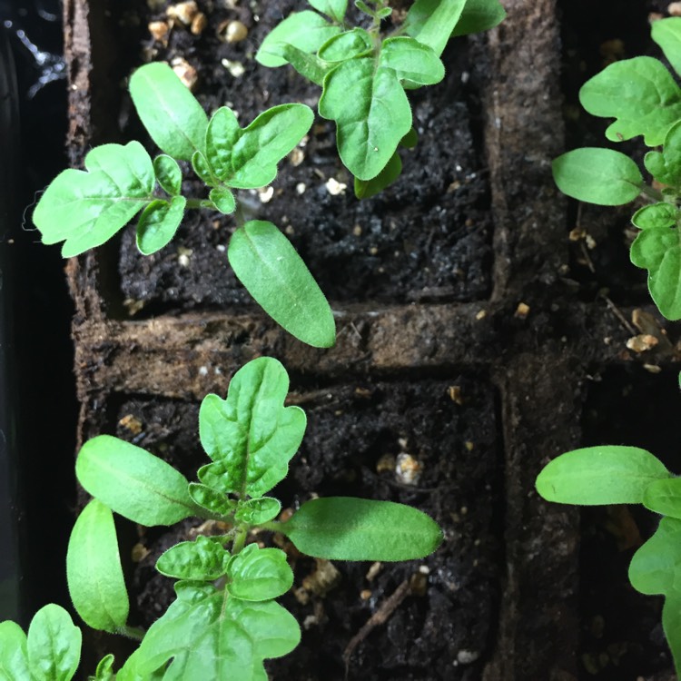 plant image 665975