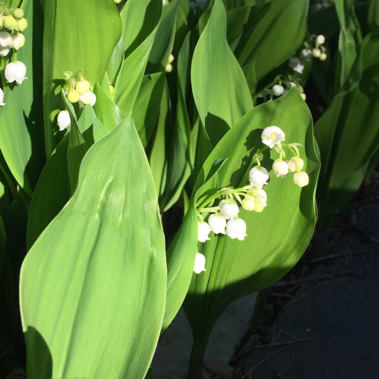 plant image 706339