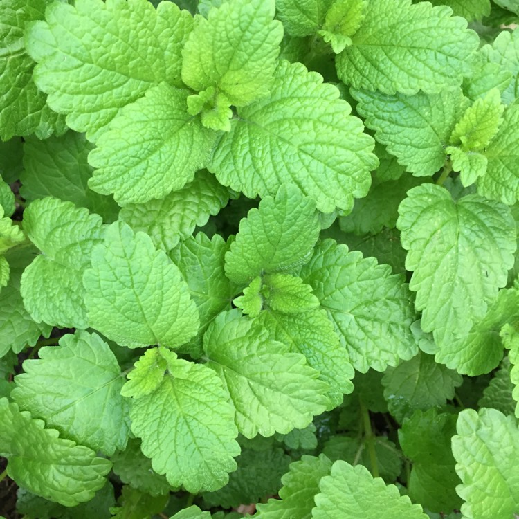 Plant image Melissa officinalis