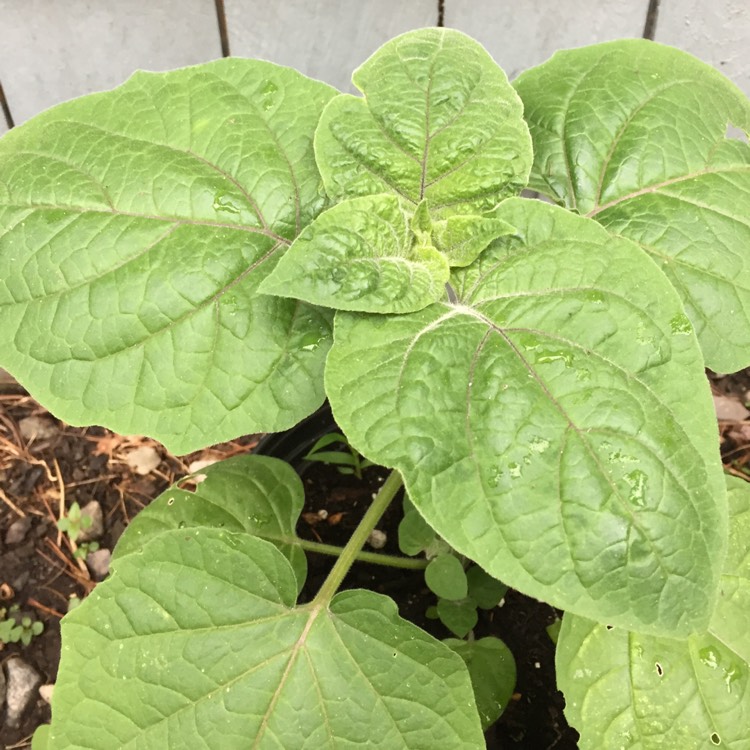 plant image 730362
