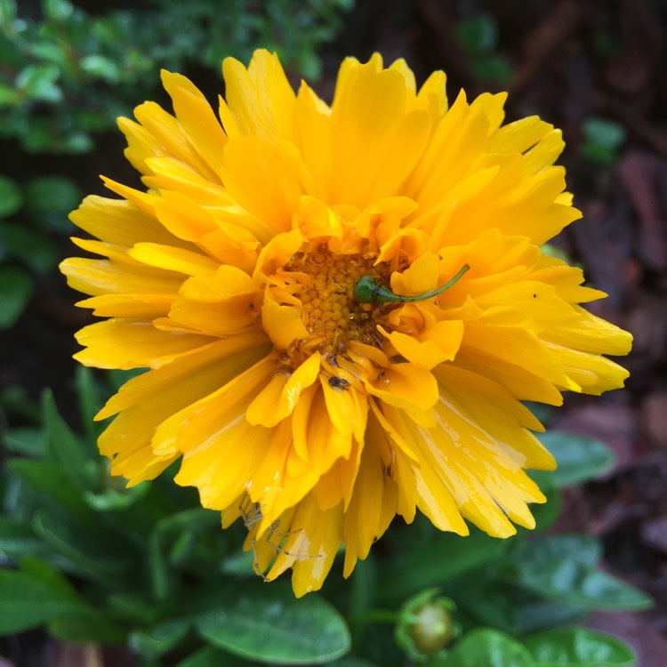 Plant image Coreopsis grandiflora 'Early Sunrise'