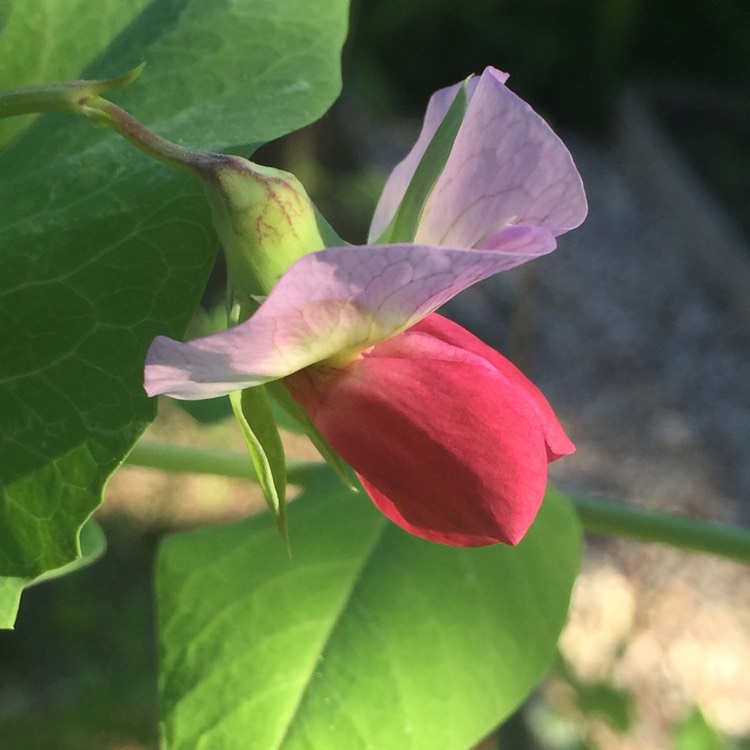 plant image 749106