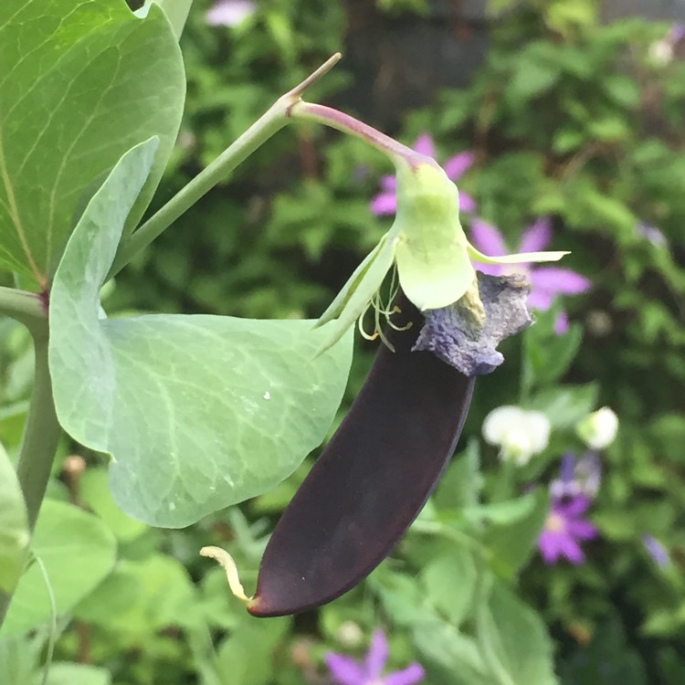 plant image 756408