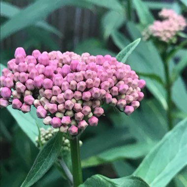 Asclepias incarnata 'Cinderella'