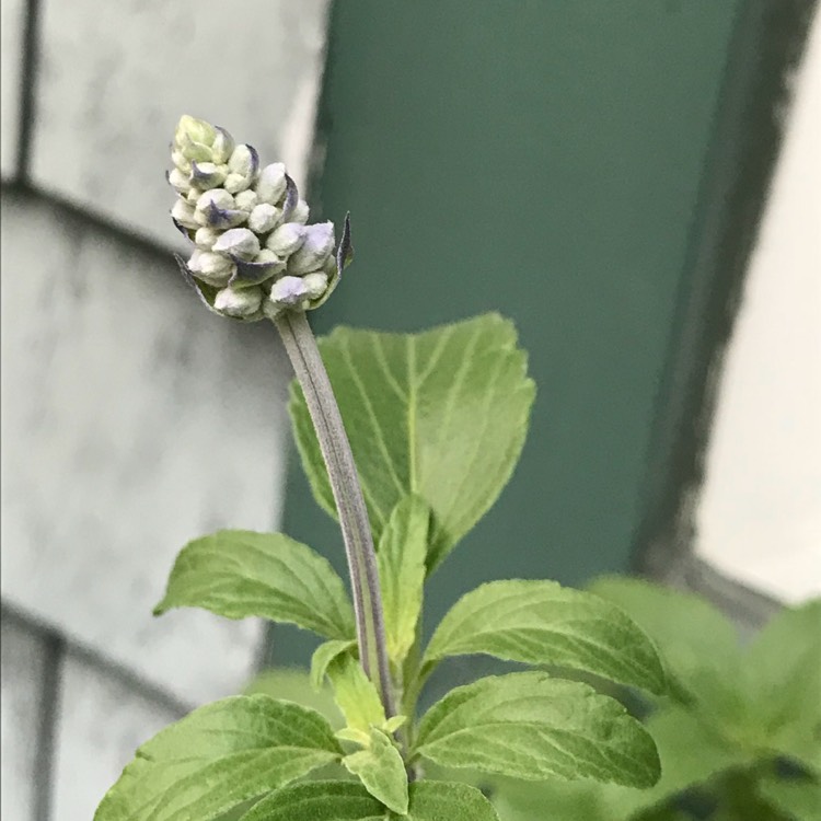 plant image 769940
