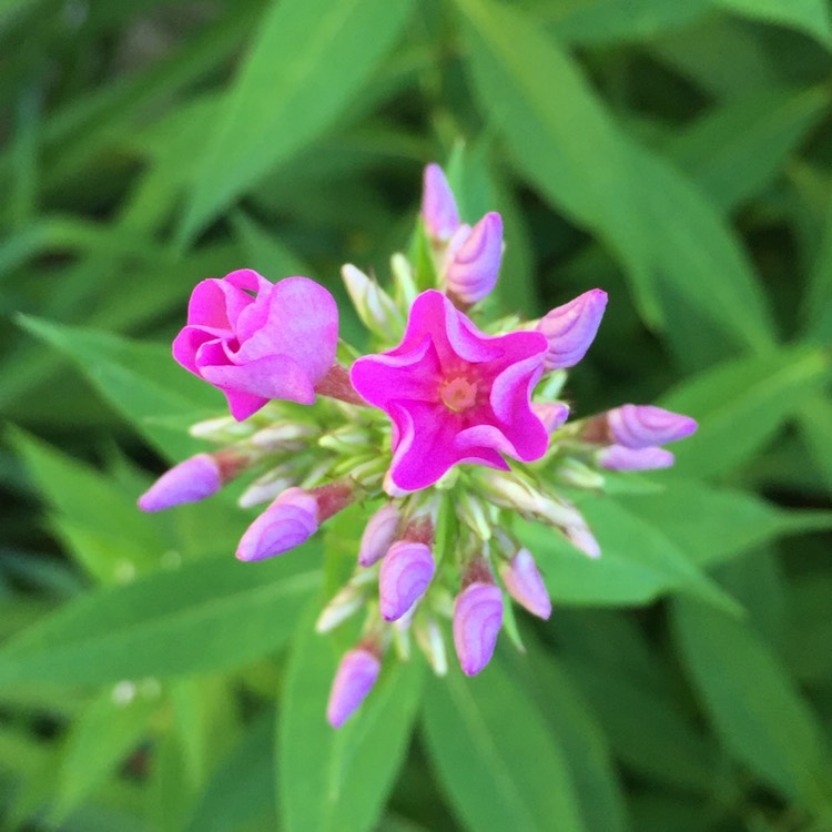 plant image 771680 plant image 771680