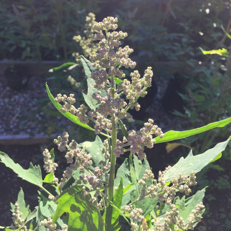 Plant image Chenopodium quinoa