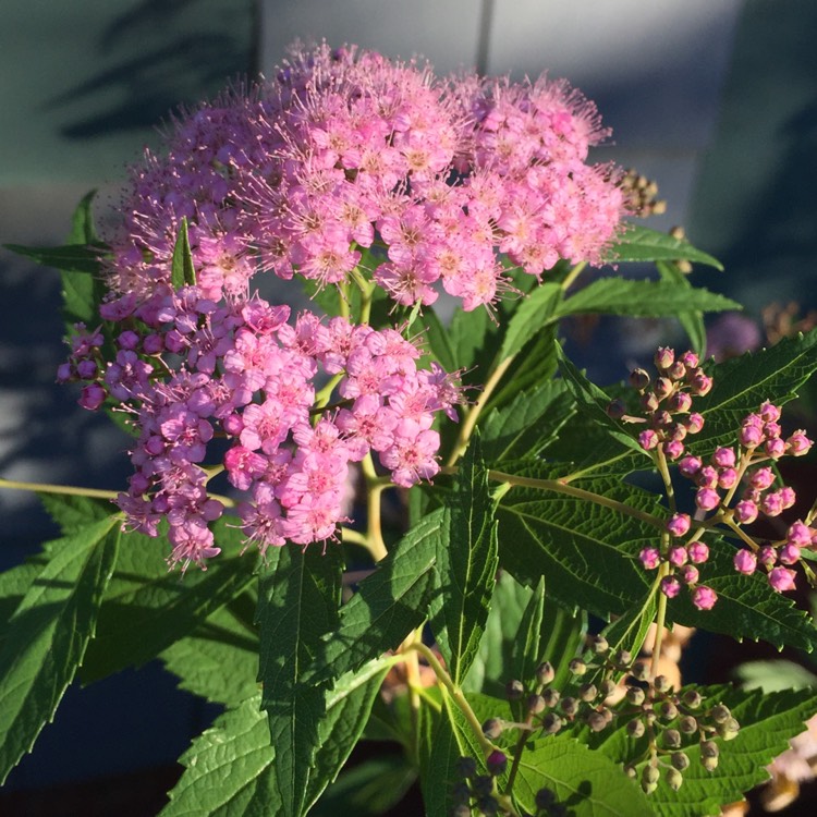 Plant image Spiraea
