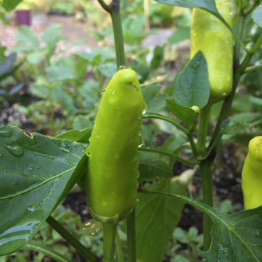 Capsicum Annuum 'Hungarian Wax'