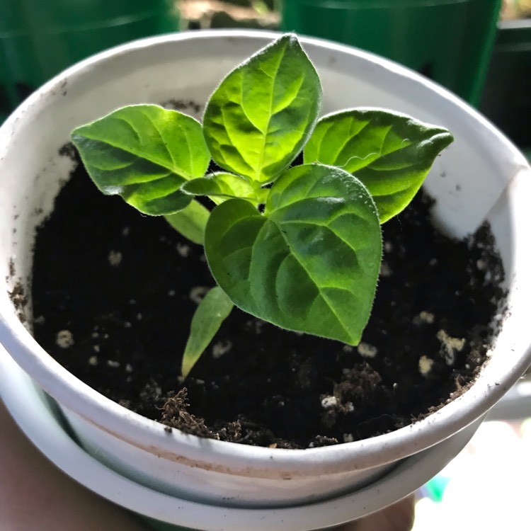 Plant image Capsicum baccatum 'Lemon Drop'