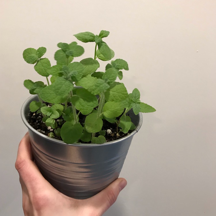 Plant image Mentha