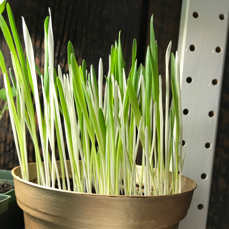 Plant image Avena Sativa