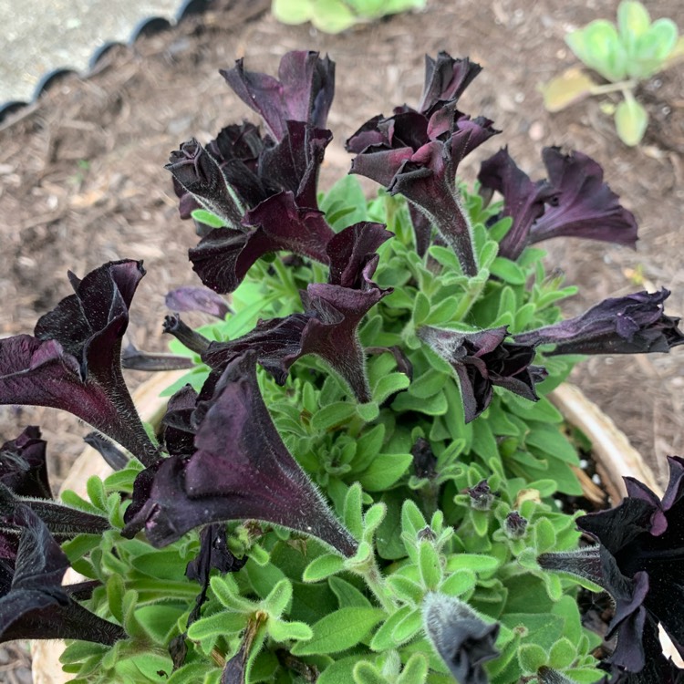 plant image 1314316