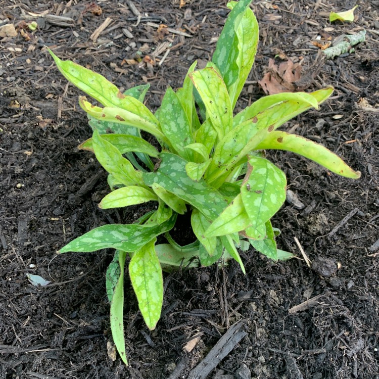 Plant image Pulmonaria saccharata