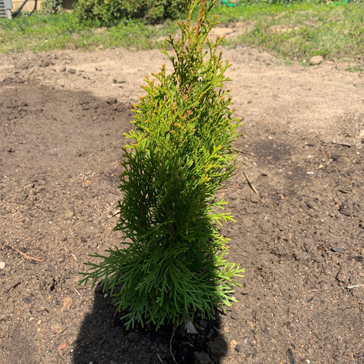 Plant image Thuja occidentalis 'Emerald Green'