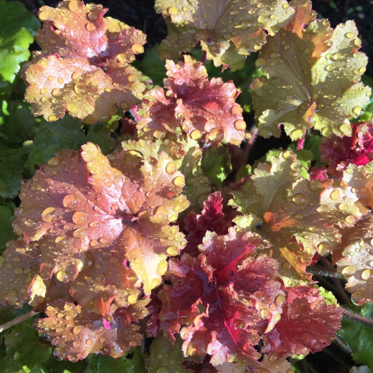 plant image 338008