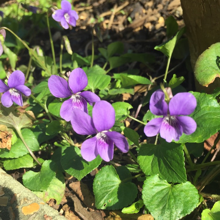 Plant image Viola riviniana 'Purpurea'