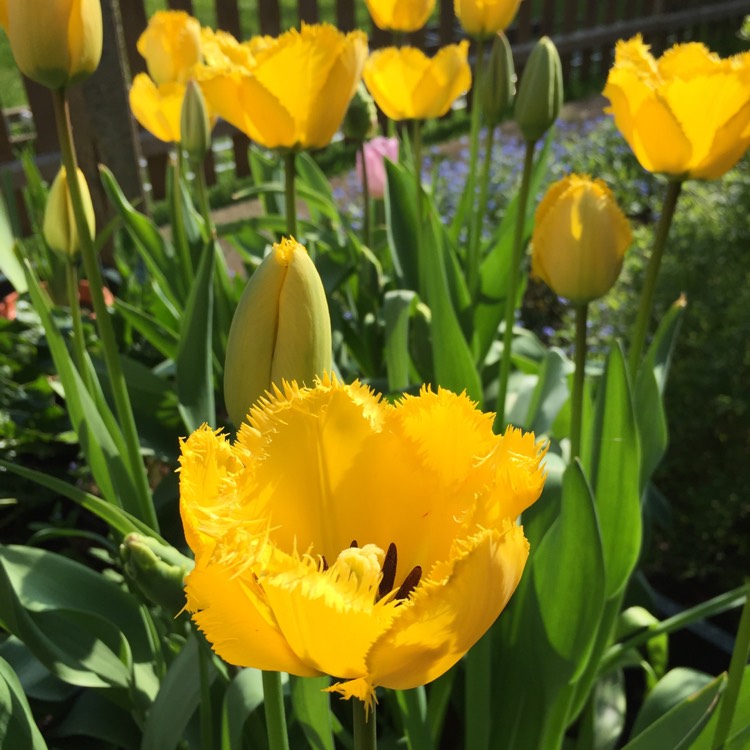 Plant image Tulipa 'Crystal Star'
