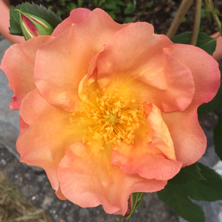 plant image 414170