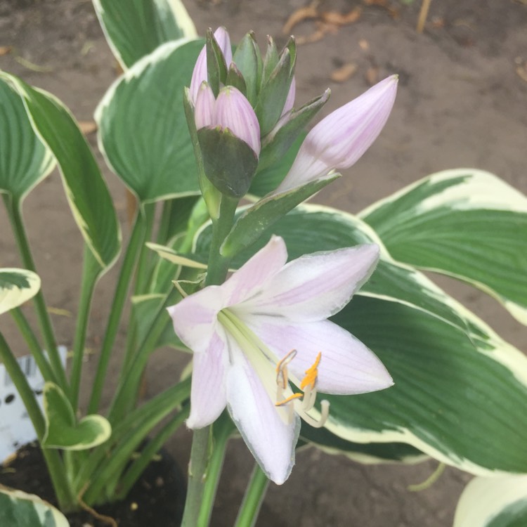 plant image 459087