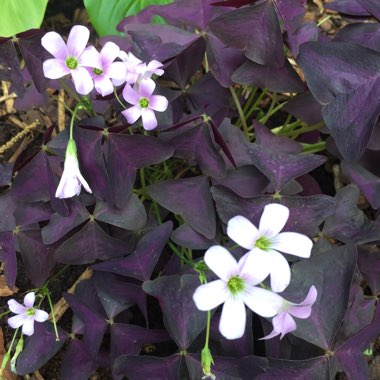 Oxalis triangularis subsp. papilionacea