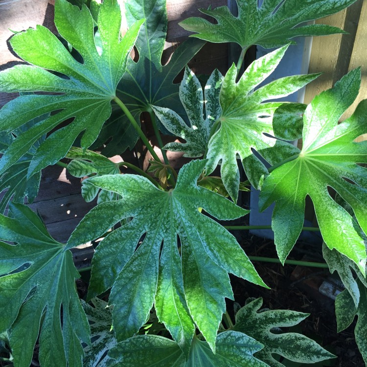 Plant image Fatsia japonica 'Spider's Web'