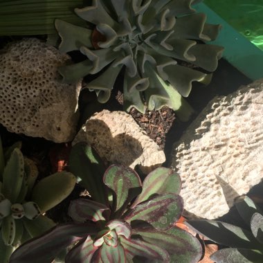 Rachelle's garden