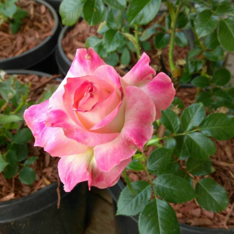 Plant image Rosa 'Kordes Sunbeam™ Veranda®'